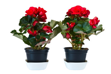 Two red begonias