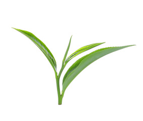 green tea leaf isolate on white background
