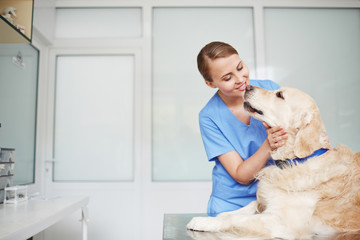 Young female veterinarian in blue uniform hugging and talking to white fluffy labrador lying on...