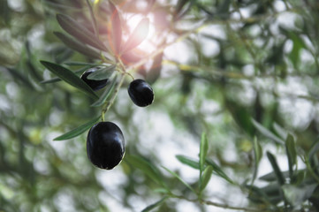 Olive trees