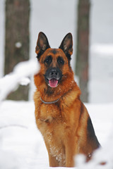 Obedient German Shepherd dog sitting on a snow in winter forest