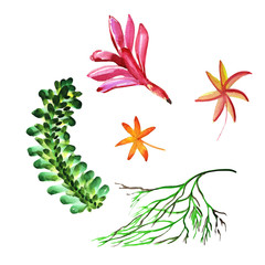 Wildflower succulentus flower in a watercolor style isolated.