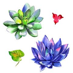 Wildflower succulentus flower in a watercolor style isolated.