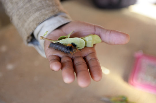 Madagascar, silk moth in hand