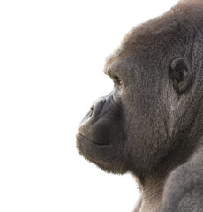 Portrait of a gorilla with white background. Isolated for use in editing