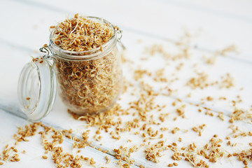 Fresh sprouting seeds spilling out of glass mason jar and scattered on rustic white wooden table