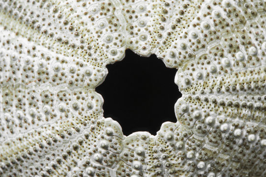 Sea Urchin Fossil Top View Macro