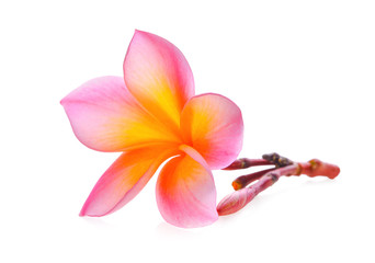 frangipani flowers isolated on white background