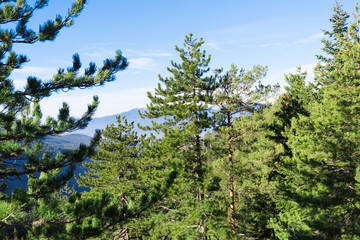 Winter mountain forest