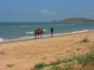 A man with a horse on the background of the sea.