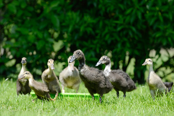 Domesticated ducks running away from Water bowl on meadow
