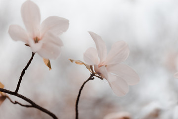 Magnolia flowers in spring garden