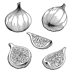 Fig graphic set black white isolated sketch illustration vector
