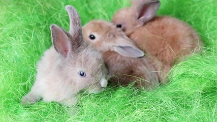 tiny long eared domestic hares, rabbits crawling on green floor, little cute colorful animals have fun, small fluffy bunnies rest together, petite lump of happiness, easter symbol