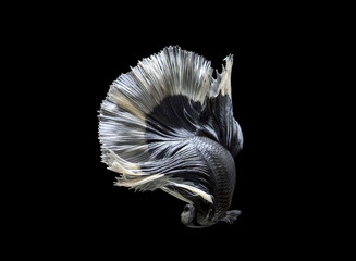 siamese fighting fish move on black background