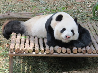 Male panda in River Safari,Singapore