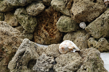 Seashell on rocks