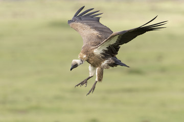 White-backed vulture (Gyps africanus) flying,  Masai Mara, Kenya.