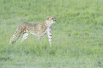 Cheetah (Acinonix jubatus) walking on savanna, Masai Mara, Kenya