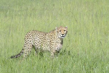 Cheetah (Acinonix jubatus) walking on savanna, Masai Mara, Kenya