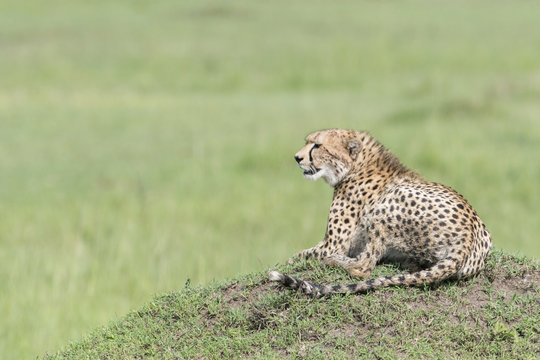 Cheetah (Acinonix jubatus) lying down on termite hill, Masai Mara, Kenya
