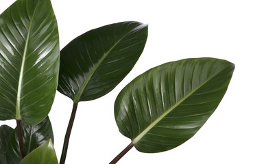 Obraz premium Group of Green Leaf on white background