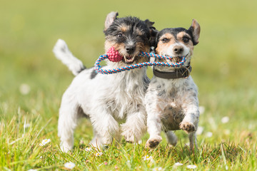 zwei Hundespielen mit einen Ball - Jack Russell Terrier 