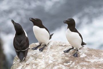 Fototapeta premium Razorbill (Alca torda) three adults, standing on rock of coastal cliff, Great Saltee, Saltee Island, Ireland.