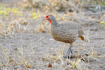 Red-Necked Spurfowl (Red-Necked Francolin) (Francolinus afer) (Pternistes afer), Kruger National Park, South Africa,