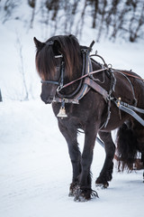 Fototapeta na wymiar A beautiful brown horse pulling sled