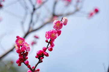 早春に咲く紅梅の花