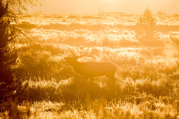 Bull Elk at Sunrise Bugling