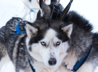 dog Husky in a kennel