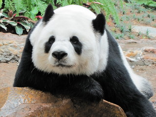 Female panda in Chiangmai zoo, Thailand.Her name is Lin Hui.