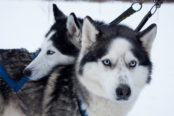 dog Husky in a kennel
