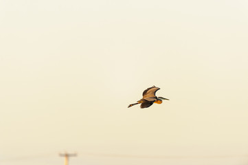 Great Blue Heron lit by morning sun