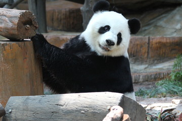 Female panda in Chiangmai zoo,Thailand, her name is Lin Hui