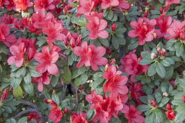 Flower bloom. Spring. Rhododendron indicum in garden