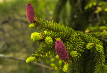 Fruit of the fir tree
