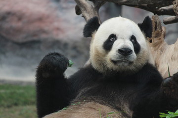 Fototapeta premium Male panda in Macau, his name is Kai Kai