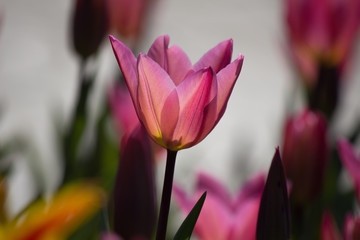 Turkey Istanbul Tulip festival