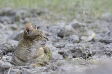 Cat lying on the ground with joy.