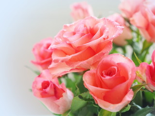 Colorful roses background