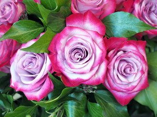 Colorful roses background