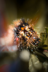 caterpillar on a leaf