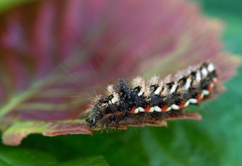 caterpillar on a leaf