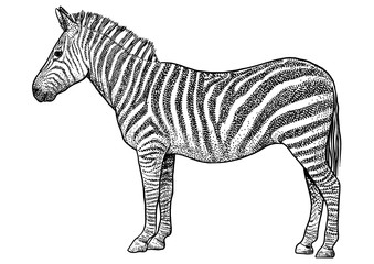 Zebra  illustration, drawing, engraving, ink, line art, vector