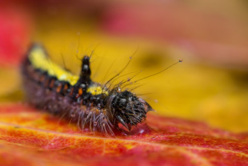 caterpillar on a pink sheet