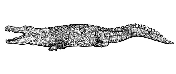 Crocodile illustration, drawing, engraving, ink, line art, vector