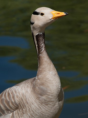 Fototapeta premium goose